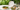 Heavy-duty sugarcane bagasse dinner plates and three-compartment plates for foodservice